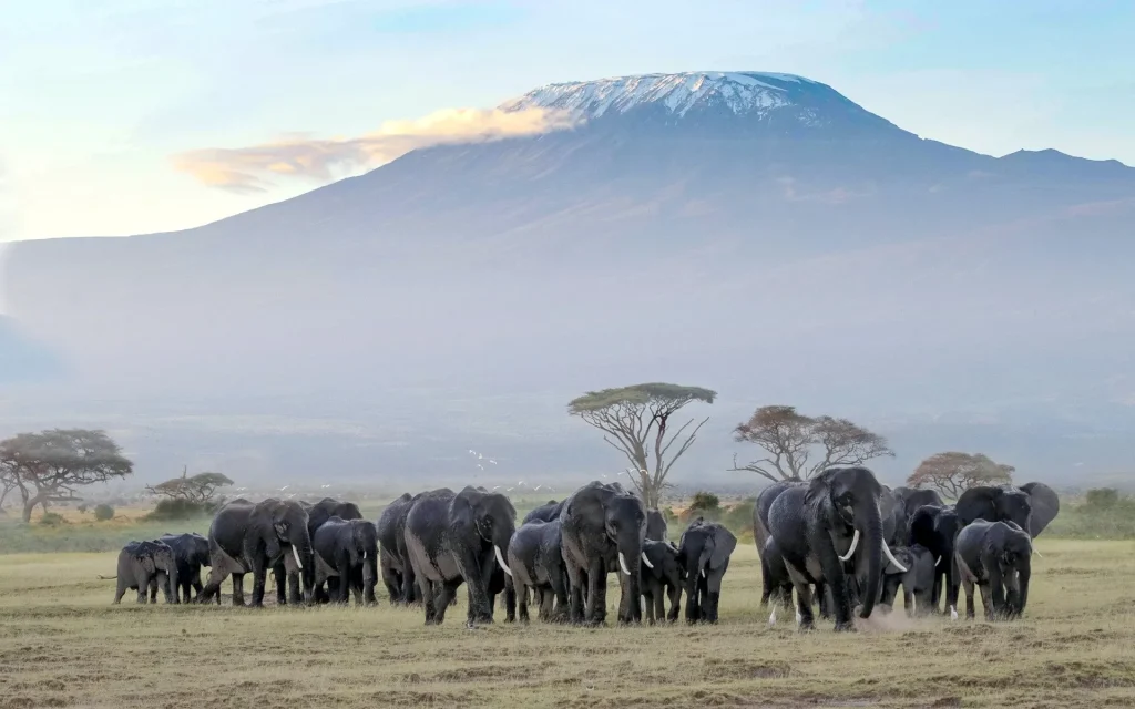 Amboseli National Pa